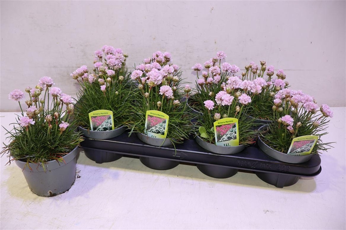 <h4>Arme Mar Laucheana</h4>