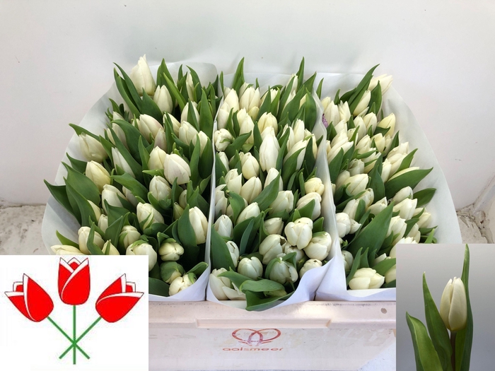 <h4>TU EN WHITE PRINCE</h4>