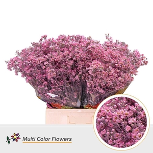 Chamelaucium DYED Pink