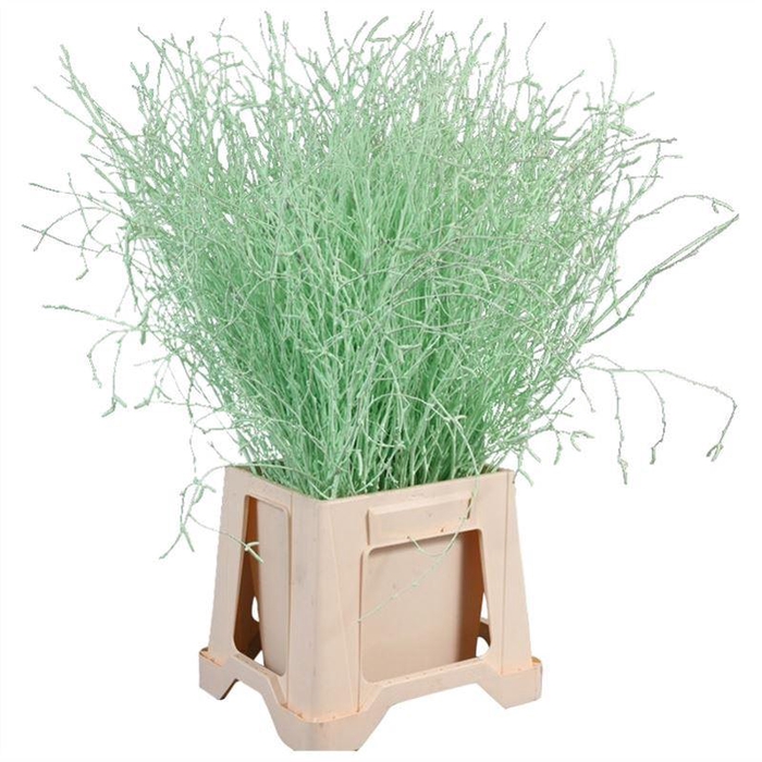 <h4>Berk Geverfd</h4>