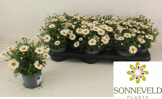 <h4>ARG LA RITA WHITE</h4>