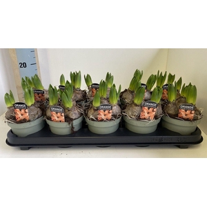 12 cm Hyacint Gipsy Queen in olijf groene pot