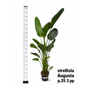 STRELITZIA ALBA
