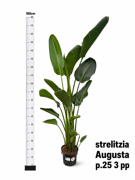 <h4>STRELITZIA ALBA</h4>