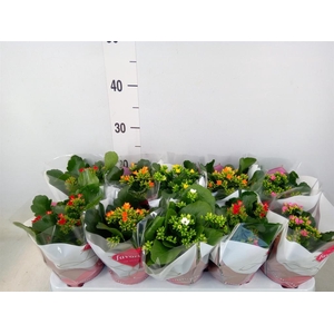 Kalanchoe blos.   ..mix 5