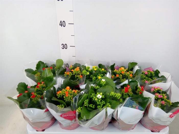 <h4>Kalanchoe blos.   ..mix 5</h4>