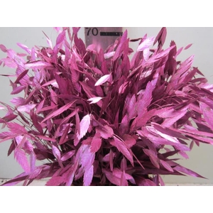 Chasmanthium Metallic Fuchsia