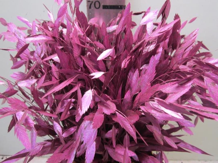 <h4>Chasmanthium Metallic Fuchsia</h4>