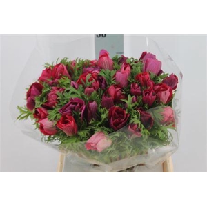 Anemone Mistral Super Magenta