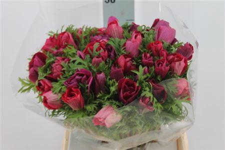 <h4>Anemone Mistral Super Magenta</h4>