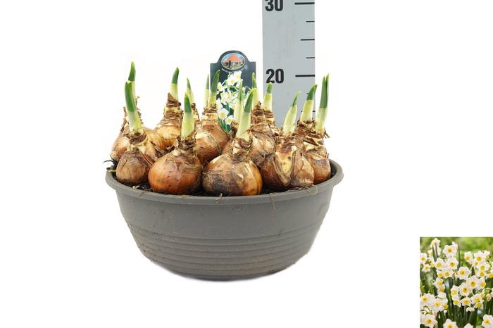 <h4>Narcissus Avalanche</h4>