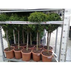 Chamaecyparis laws. 'Ilona'