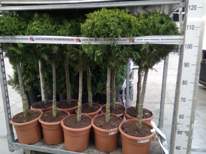 <h4>Chamaecyparis laws. 'Ilona'</h4>