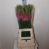 Antirrhinum M Royal