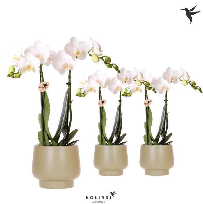 <h4>Kolibri Orchids Phalaenopsis white 2 spike in Scandic pot green</h4>