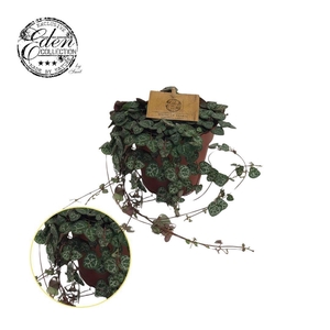 Ceropegia woodii 12cm