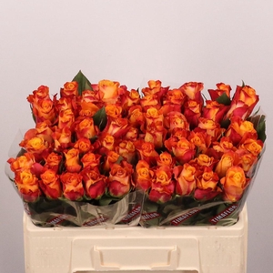 Rosa large mariyo!