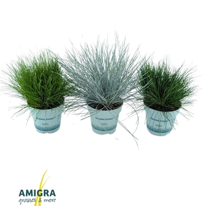 Siergrassen Mix 10,5cm