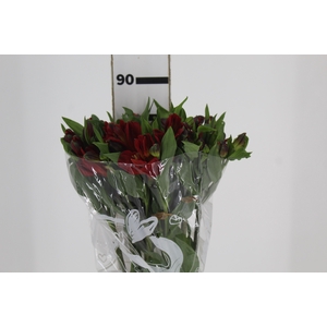 ALSTROEMERIA ANGELINA 080 CM