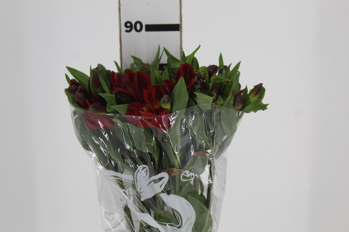 <h4>ALSTROEMERIA ANGELINA 080 CM</h4>