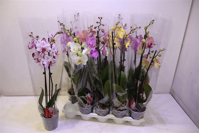 <h4>Phal Gem 2 Tak</h4>