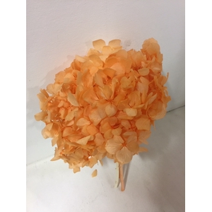 Hydrangea orange past.stabi