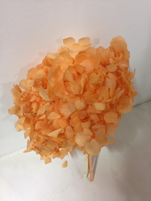 Hydrangea orange past.stabi