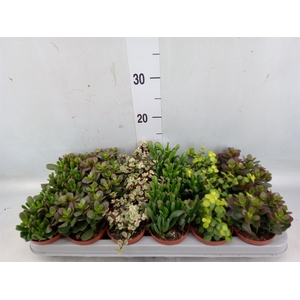 Crassula   ...mix