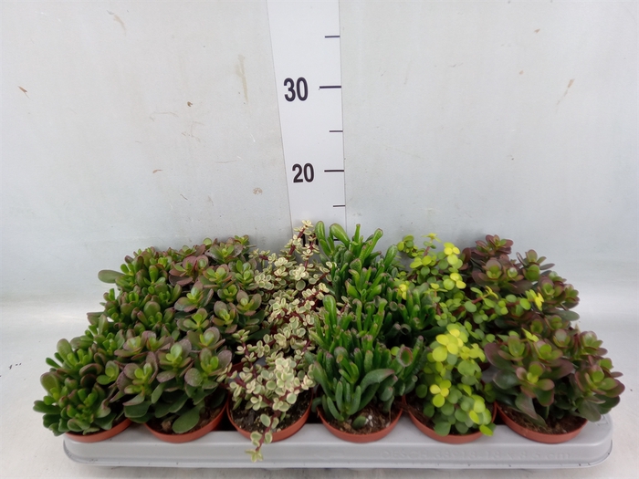 <h4>Crassula   ...mix</h4>