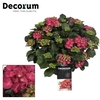 Hydrangea Red in sierpot 20+ kop (Decorum)