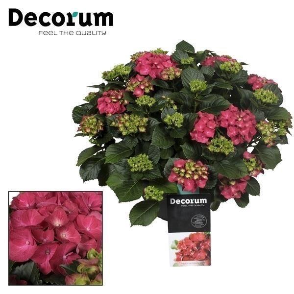 <h4>Hydrangea Red in sierpot 20+ kop (Decorum)</h4>