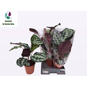 !! PROMO !! CALATHEA KENNEDY P19