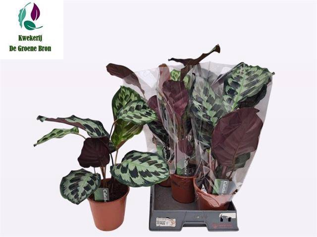 <h4>!! PROMO !! CALATHEA KENNEDY P19</h4>
