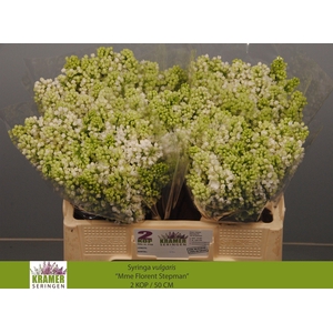 SYR V MME FL STEPMAN