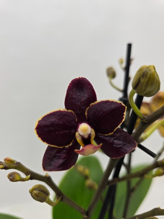 <h4>Limited 48 week 6</h4>