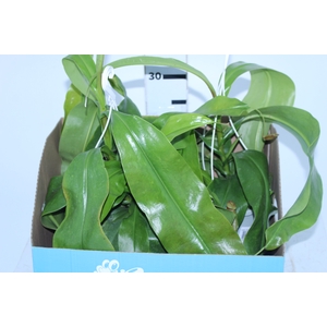 CARNIVORA NEPENTHES ALATA P13