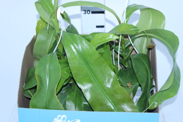 CARNIVORA NEPENTHES ALATA P13