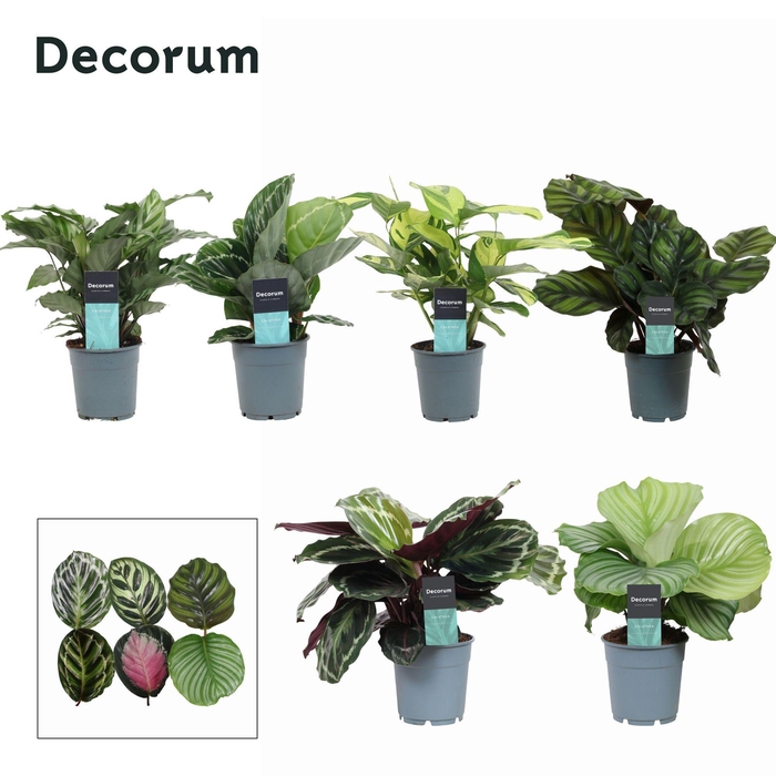 <h4>Calathea Exclusief gemengd (Decorum)</h4>
