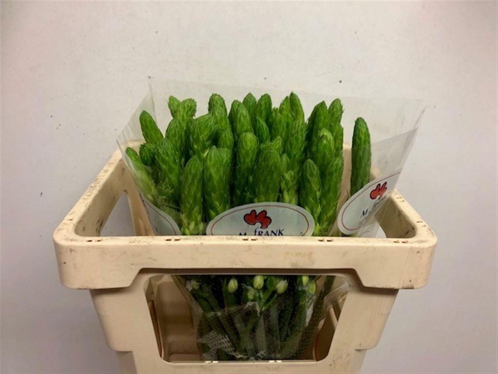 <h4>ORNIT THY WHITE STAR</h4>