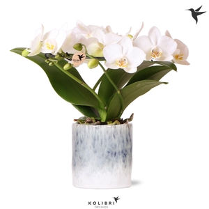 Kolibri Orchids Phalaenopsis Halo white in Sky pot