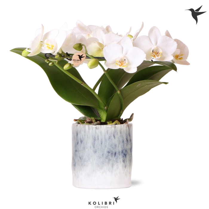 <h4>Kolibri Orchids Phalaenopsis Halo white in Sky pot</h4>