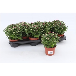Chrysanthemum Gardenmum Purple
