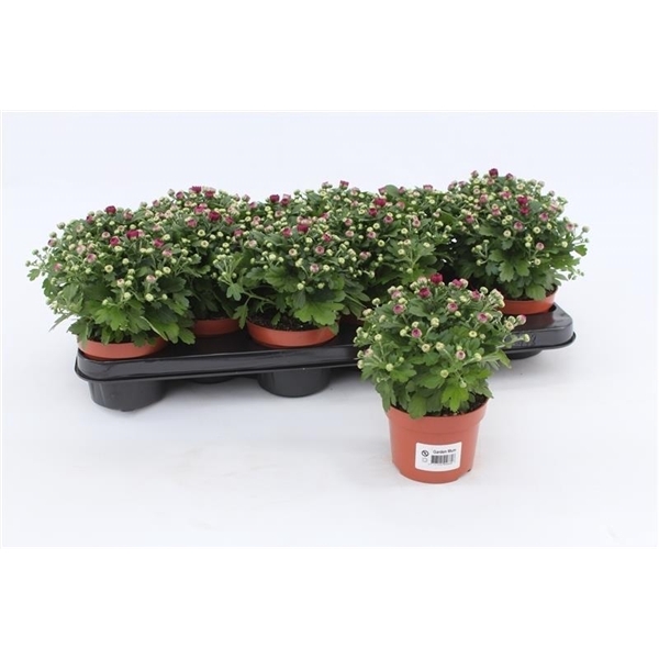 <h4>Chrysanthemum Gardenmum Purple</h4>