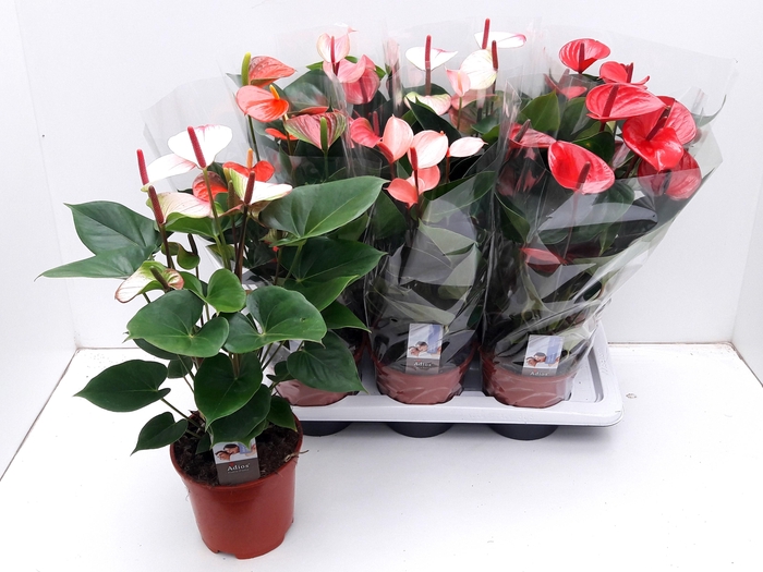 <h4>ANTHU AN GEM 5 KL</h4>