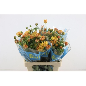 Ran Butterfly Uranus 60cm