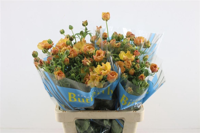 <h4>Ran Butterfly Uranus 60cm</h4>