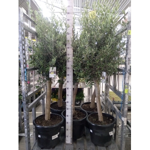 Olea europaea