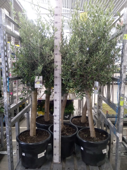 <h4>Olea europaea</h4>