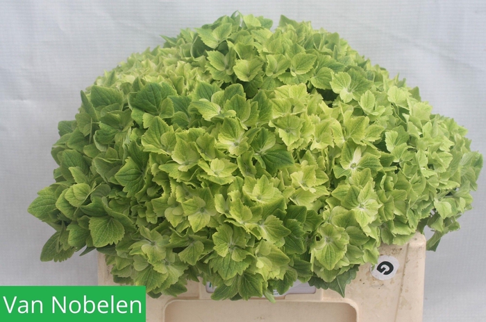 <h4>HYDR M MAG SUMMGR</h4>