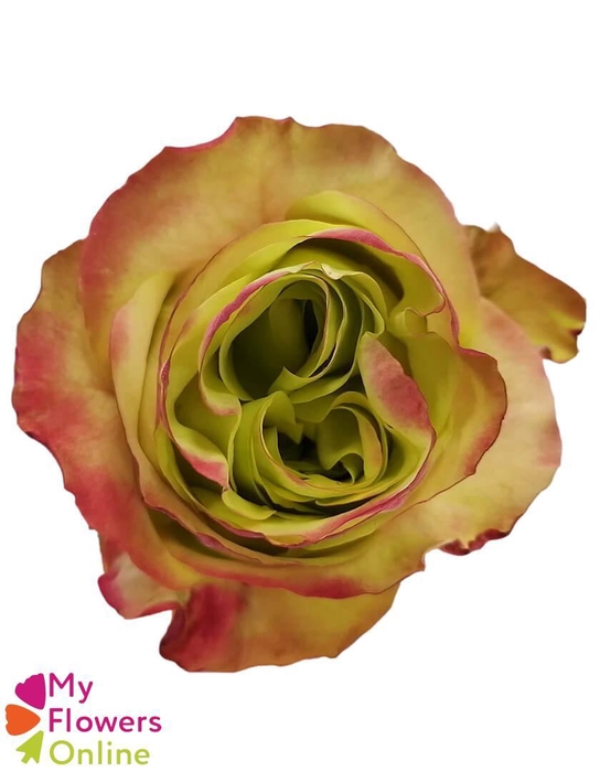 <h4>R Gr Journey Bicolor 50cm EC</h4>